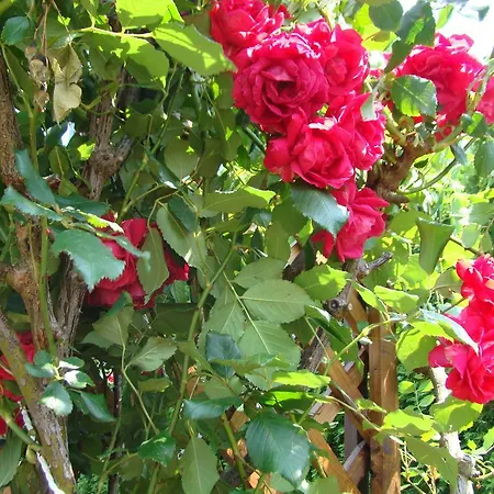 Eman Apartmanhaz * Bük